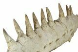 Mosasaur (Eremiasaurus?) Jaw with Nine Teeth - Morocco #260369-8